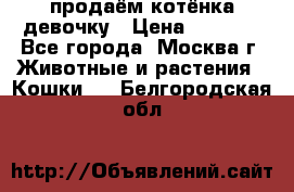 продаём котёнка девочку › Цена ­ 6 500 - Все города, Москва г. Животные и растения » Кошки   . Белгородская обл.